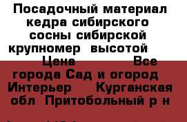 Посадочный материал кедра сибирского (сосны сибирской) крупномер, высотой 3-3.5  › Цена ­ 19 800 - Все города Сад и огород » Интерьер   . Курганская обл.,Притобольный р-н
